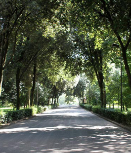 Nuovi alberi al Parco delle Cascine per un nuovo 'bosco ecologico'