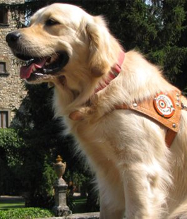 Scuola nazionale cani guida per ciechi: giornata per la promozione dell'affidamento dei cuccioli