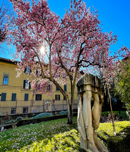 La fioritura delle magnolie nel giardino del MAF - Museo Archeologico Nazionale di Firenze