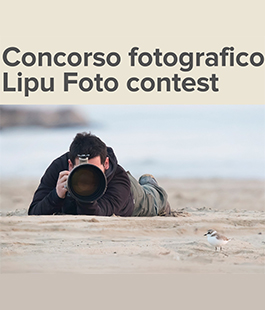 Lipu Foto Contest 2015