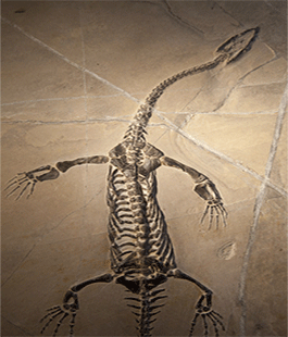 Museo di Storia Naturale: in mostra fossili di pesci e rettili marini di 240 milioni di anni fa
