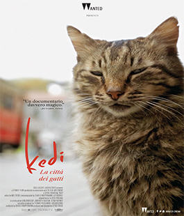 ''Kedi. La città dei gatti'' della regista turca Ceyda Torun al cinema Spazio Uno