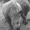 AlbertoF - africa