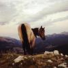 AlbertoF - cavallo abruzzo po