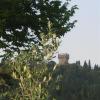caponnetto lorenzo DSCN0763