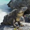 nicolagori incontrandoliguanamexicojucatantulum