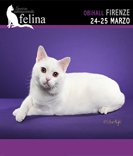 ''Un gatto per amico'', esposizione internazionale felina all'ObiHall di Firenze