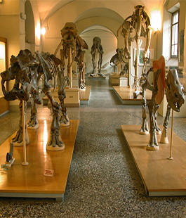 Un viaggio tra Scienza, Natura e Arte al Museo di Storia Naturale di Firenze