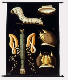 Tele cerate: le tavole parietali di Egisto Tortori al Museo della Fondazione Scienza e Tecnica