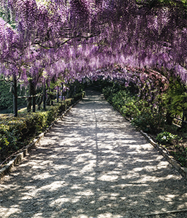 Glicine in fiore a Villa Bardini: al via il contest su Instagram 