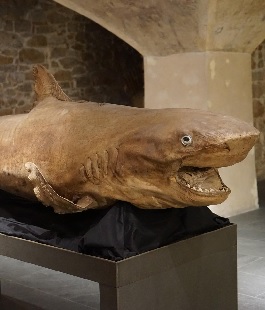 "Di Squali e di Balene", inedito progetto espositivo al Museo Marino Marini di Firenze