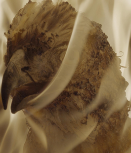 Portalegiovani Portalegiovani