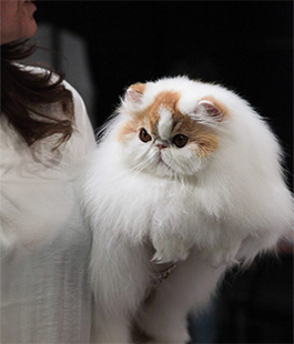 Concorso fotografico ''Un gatto per amico'' in occasione della expo internazionale felina