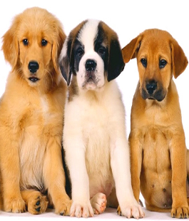 Master Pet: incontri formativi e di svago per i proprietari di cani e di gatti