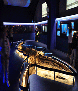 UniFi: Arte contemporanea, un progetto per la "Sala della Balena" a Paleontologia