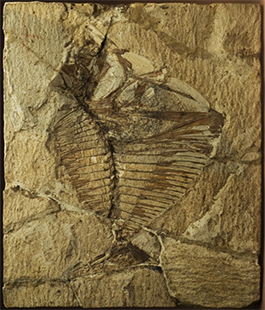 "Leonardo e la Storia Naturale", mostra a Paleontologia e all'Orto Botanico dell'Università