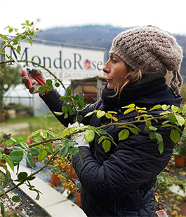 Giardinaggio sostenibile: giornata al vivaio MondoRose di Firenze 