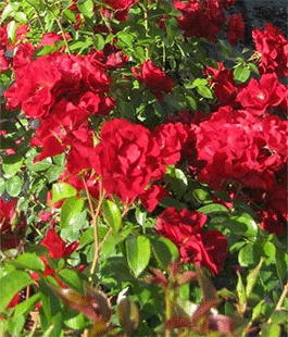 Portalegiovani Portalegiovani