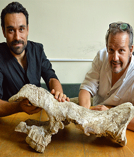 Dente di rinoceronte cambia la Paleontologia. Su Nature la ricerca dell'Università di Firenze