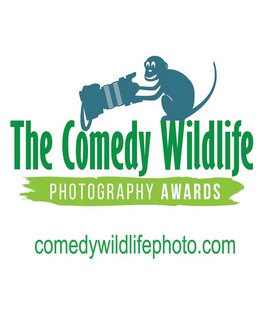 Comedy Wildlife: concorso per fotografi amatoriali e professionisti