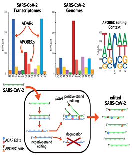 Cellule umane 'hackerano' il Sars-CoV-2 grazie all'editing dell'RNA