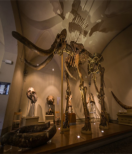 UniFi: il Museo di Geologia e Paleontologia riapre al pubblico da sabato 30 maggio