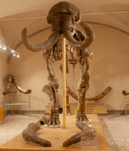 Portalegiovani