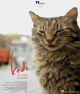 ''Kedi - la città dei gatti'' di Ceyda Torun al Nuovo Cinema Puccini Garden